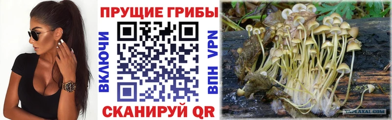 магазин продажи Ветлуга Галлюциногенные грибы Magic Shrooms